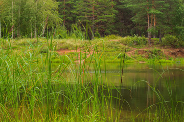 summer lake against the backdrop of a beautiful forest