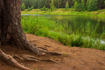 Obraz premium summer lake against the backdrop of a beautiful forest