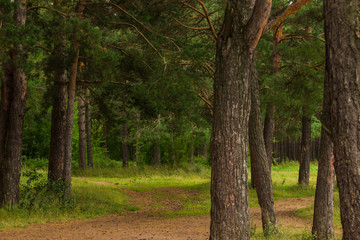 Fototapeta premium beautiful tree in a summer green forest
