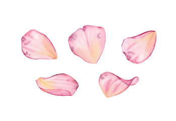 Transparent rose pink petals. Watercolor hand drawn illustration isolated on white for wedding stationery design, card print
