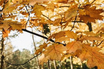 Autumn and fall composition. Beautiful landscape with yellow and orange maple leaves. Sunny day in the park. Fall concept and natural background.