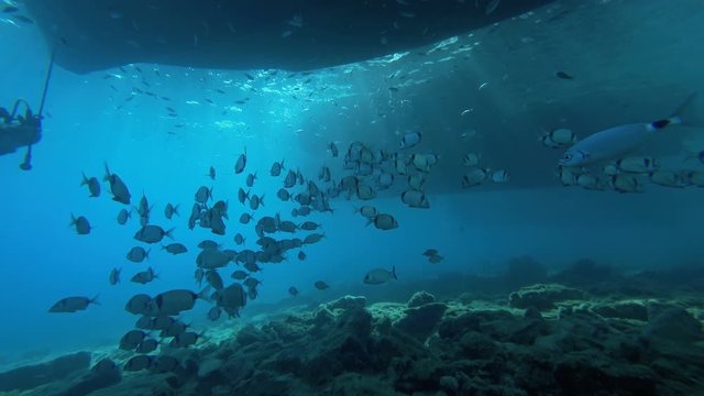 Sea Breams or Diplodus Annularis
