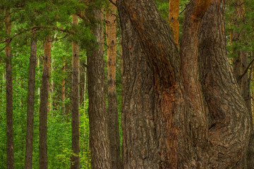 Naklejka premium beautiful tree in a summer green forest