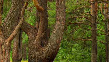 Fototapeta na wymiar beautiful tree in a summer green forest