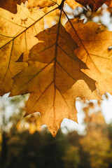 Autumn and fall composition. Beautiful yellow oak leaves against the sun in the park. Fall concept and natural background.