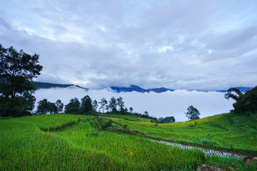 Fototapeta premium Terraced rice field landscape in harvesting season with low clouds in Y Ty, Bat Xat district, Lao Cai, north Vietnam