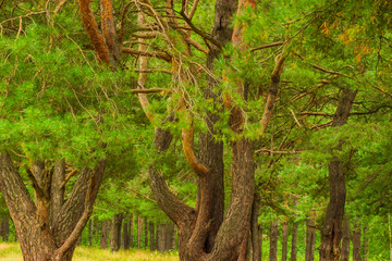 beautiful tree in a summer green forest