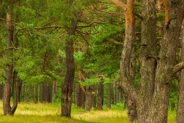 beautiful tree in a summer green forest