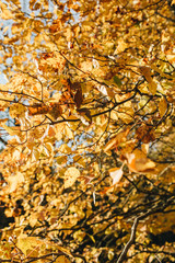 Autumn and fall composition. Beautiful landscape with yellow and orange leaves.Sunny day in the park. Fall concept and natural background.