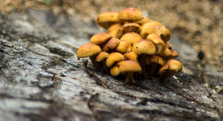 beautiful brown mushrooms on the old stump