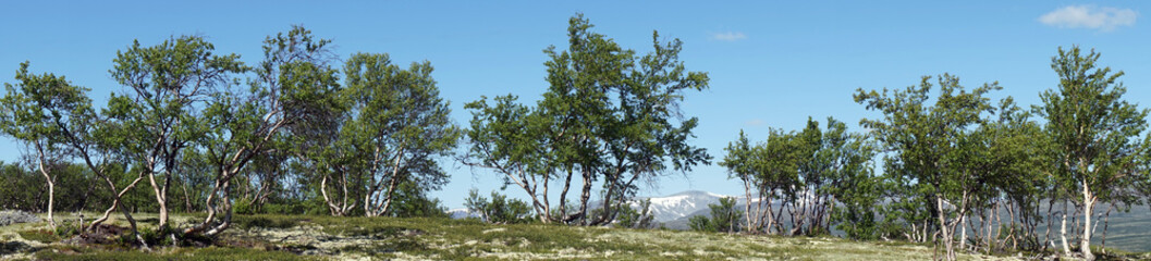 Fototapeta na wymiar Panorama of trees