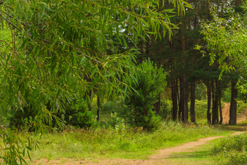 beautiful tree in a summer green forest