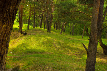 beautiful tree in a summer green forest