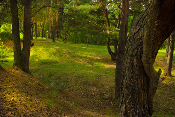 Naklejka premium beautiful tree in a summer green forest