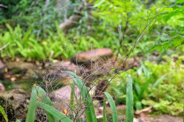 Dry branches are in the garden with many ornamental plants. Green reflects the morning sun