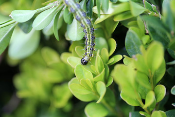 Buchsbaumzünsler, boxwood borer
