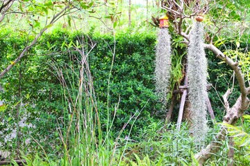 The beauty of the garden has many ornamental plants, green reflecting the morning sun