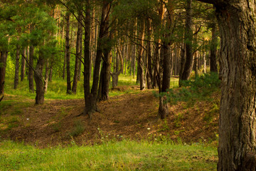 beautiful tree in a summer green forest