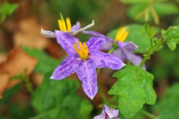 The beauty of the purple eggplant flower in a green background