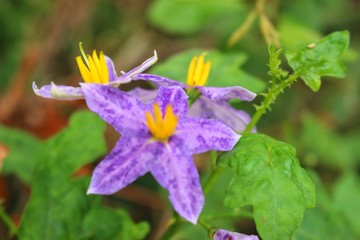 The beauty of the purple eggplant flower in a green background