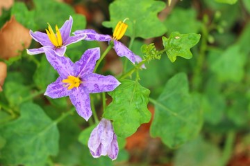 The beauty of the purple eggplant flower in a green background