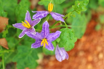 The beauty of the purple eggplant flower in a green background