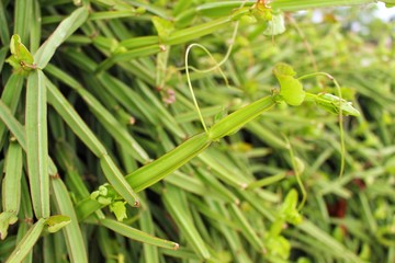 A green folk herb plant on a country house fence reflects yellow sunlight