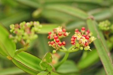 Petrissus red flowers look beautiful