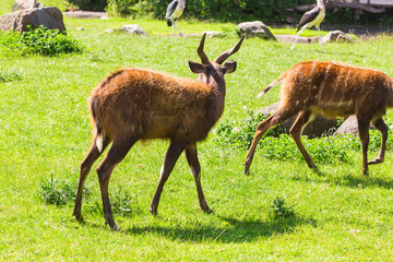Roe deers on the meadow. Zoo, wild animals and mammal concept