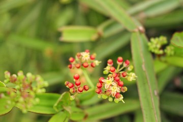 Petrissus red flowers look beautiful