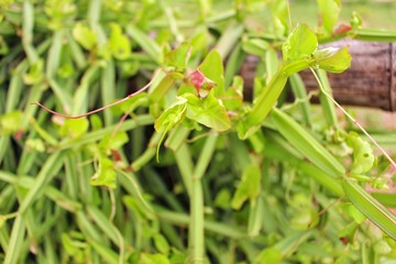 A green folk herb plant on a country house fence reflects yellow sunlight