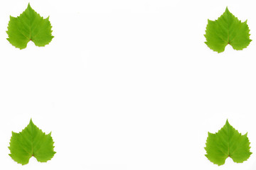 decorative frame from green natural grape leaves on a white background