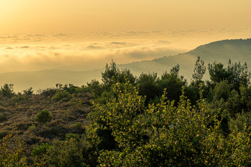 Beautiful colorful sunset over the mountain range and pine tree forest. Nature landscape. fogy sky with some orange reflections.