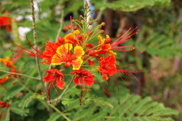 The beauty of the red flower decoration green background