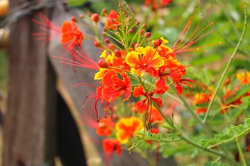 The beauty of the red flower decoration green background