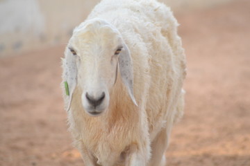 portrait of a sheep