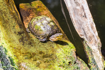 Top view of a funny old turtle sitting on on a wooden platform next to the lake and funny opens its mouth. Concept of the most long-lived animals on the planet.