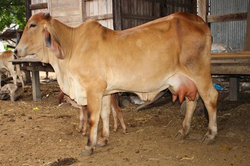 The cow's breast is large because the swelling is due to the baby not feeding