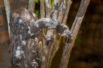 Giant leaf-tailed gecko, Uroplatus Fimbriatus,  in its natural habitat on Madagascar