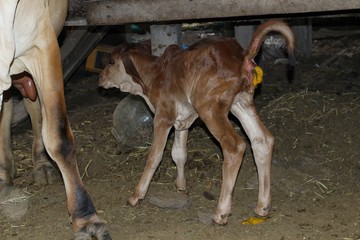 A small brown cow is feces in a wooden enclosure and is in the dark