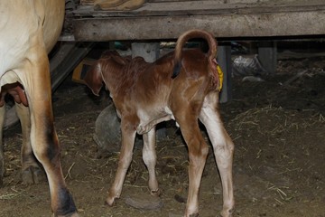 A small brown cow is feces in a wooden enclosure and is in the dark