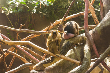Funny bored monkeys sitting on the branches of a spreading tree and bored on a sunny warm summer day. Concept of animal life in a zoo and in captivity. Animal protection concept.