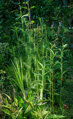 Pflanzen in voller pracht