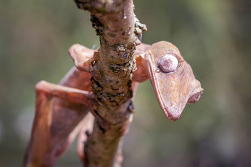 Giant leaf-tailed gecko, Uroplatus Fimbriatus,  in its natural habitat on Madagascar