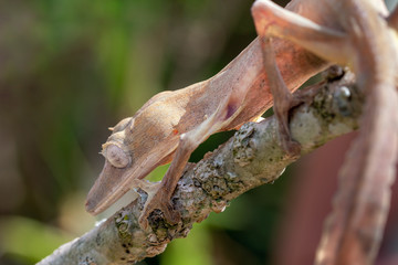 Giant leaf-tailed gecko, Uroplatus Fimbriatus,  in its natural habitat on Madagascar