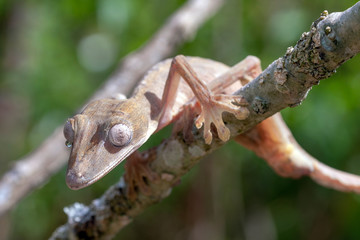 Giant leaf-tailed gecko, Uroplatus Fimbriatus,  in its natural habitat on Madagascar