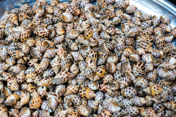 Fresh raw sweet snail. Fresh Babylonia areolata background