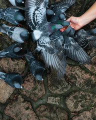 Fototapeta premium Pigeons bein fed in a park