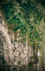Closeup of an old building facade with an invasive creeper plant in the Old Town of Caceres. Fantasy effect, blur
