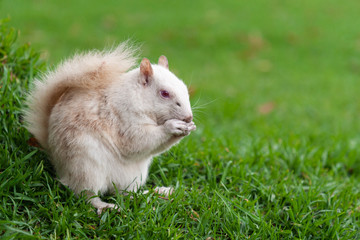 Albino squirrel in a park